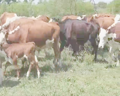 Lote 22 Vacas CUT con cría en Villaguay, Entre Ríos