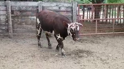 Lote TORO PI
