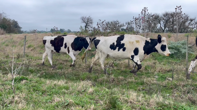 Lote VACAS DE INVERNADA