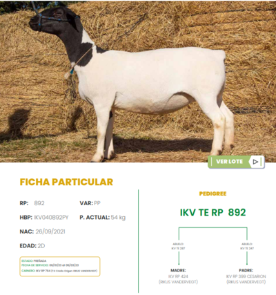 Lote LOTE 44