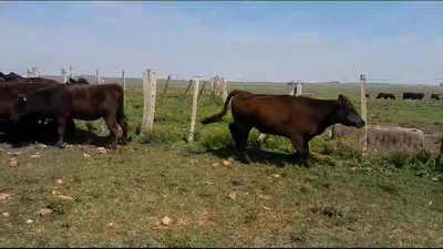 Lote 14 Vientres Preñados 14 AA 295kg -  en PALMA SOLA