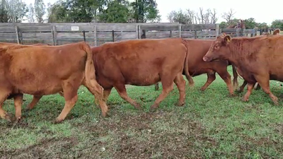 Lote 14 Vacas nuevas Preñadas en Monte, Buenos Aires