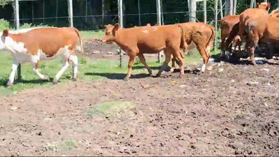 Lote 15 Terneras Hereford Angus y Cruzas en Colonia America