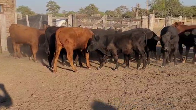 Lote 35 Terneros en Villaguay, Entre Ríos