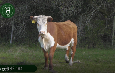 Lote Vaq Preañadas