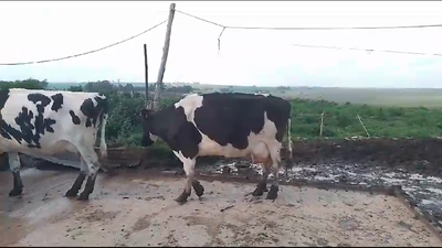 Lote 2 Vacas de Invernada Holando en Coronilla