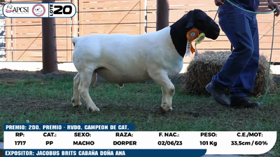 Lote LOTE 20