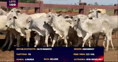 Lote LOTE 169 -  70 DESMAMANTES MACHOS CBO 2