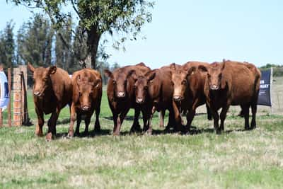 Lote 7 Vientres preñados colorados SA (Padre: LR1900 Las Rosas)