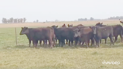 Lote 18 Vaquillonas C/ gtia de preñez en Mercedes, Buenos Aires