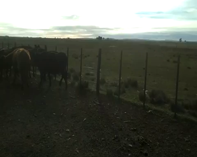 Lote 17 Vacas de invernar en Benito Juárez, Buenos Aires