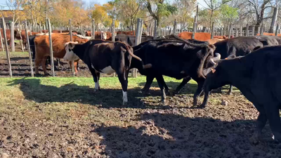 Lote 16 Vaquillonas/Vacas Entoradas en Melo, Cerro Largo