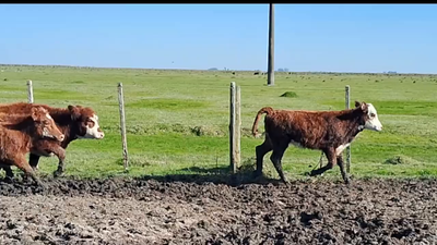 Lote 84 Terneras en Costas de Ayala, Treinta y Tres