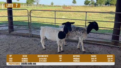 Lote LOTE 7