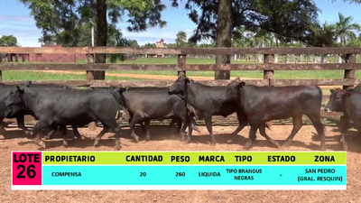 Lote LOTE 26  - 20 VAQUILLAS CBO 1