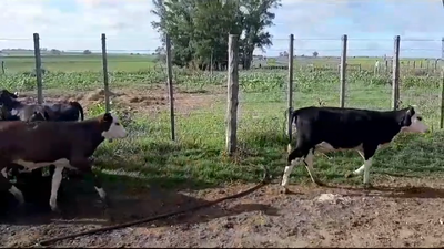 Lote (Vendido)18 Terneras HOLANDO Y CRUZAS 85kg -  en LA HORQUETA