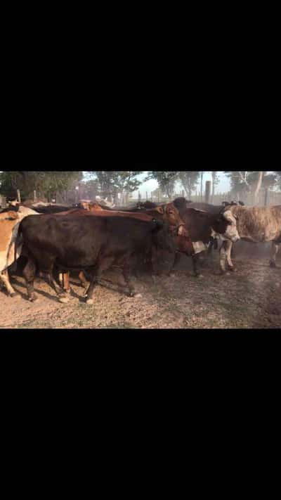 Lote 55 Vacas nuevas C/ gtia de preñez en Gral. San Martín, Chaco