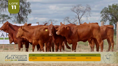 Lote LOTE 11