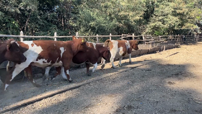 Lote 66 Novillo Engorda en Región Metropolitana, Paine