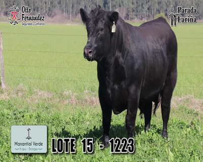 Lote 3 Toros, Artigas