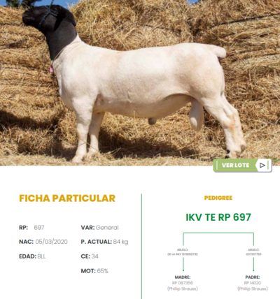 Lote LOTE 25