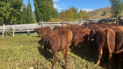 Lote 46 Ternero en Coyhaique, XI Región Aysén