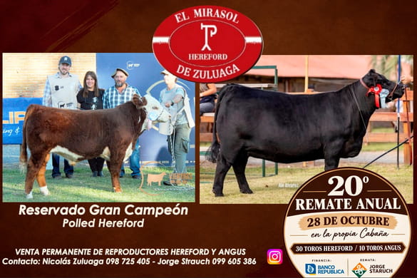 20º El Mirasol