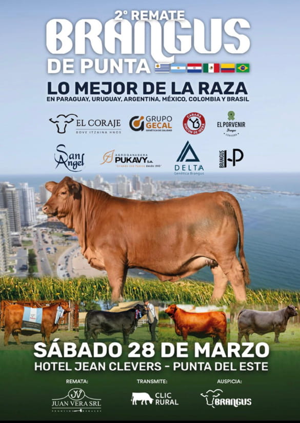 Brangus de Punta