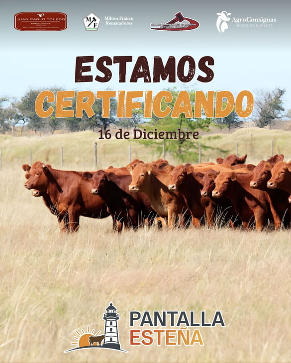 2º Pantalla Esteña