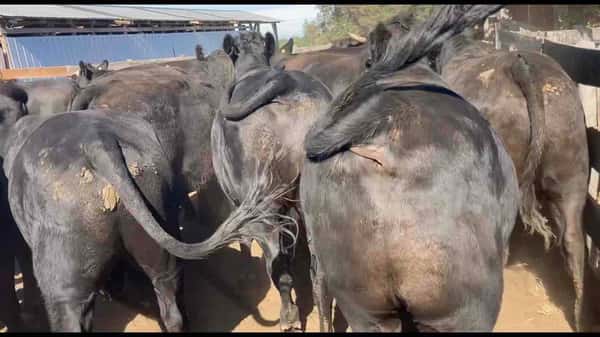Lote 23 Novillo Gordo en Osorno, X Región Los Lagos