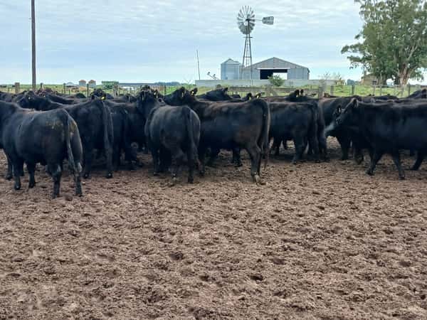 Lote 85 Vaquillonas C/ gtia de preñez