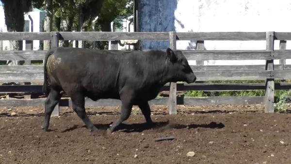 Lote Toro 2 años