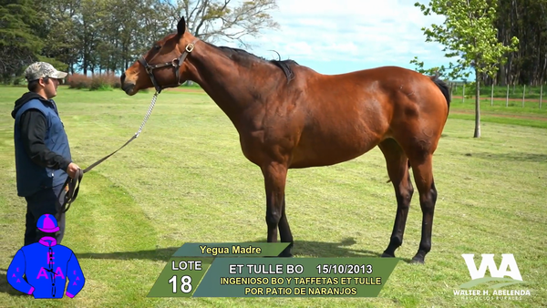 Lote ET TULLE BO