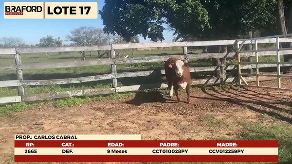 Lote LOTE 17 - HEMBRAS DE CORRAL