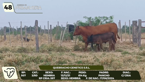 Lote LOTE 48- CAMPO