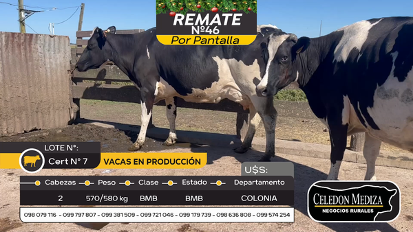 Lote 2 Vacas preñadas en Ombúes Lavalle, Colonia