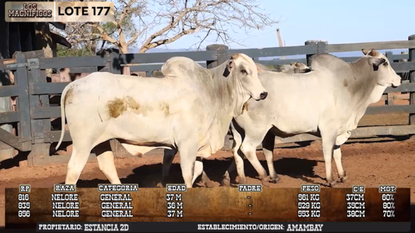 Lote LOTE 177