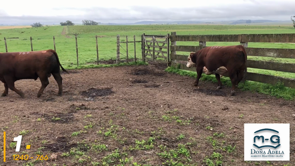 Lote 2 Toros 1 Hereford y 1 Angus PI a remate en 3° Remate Doña Adela, Treinta y Tres