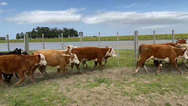 Lote 61 Terneras en Costas de Ayala, Treinta y Tres