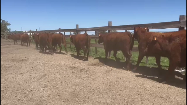 Lote Destacados a Feria