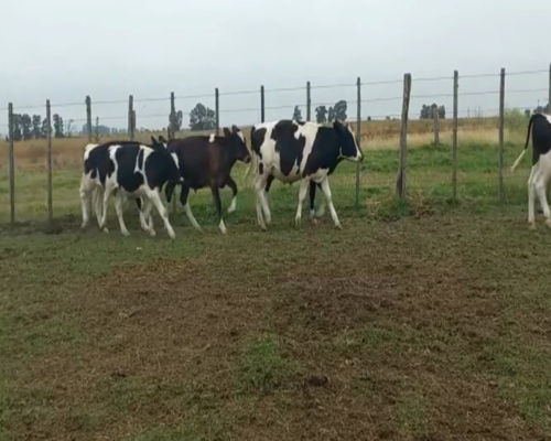 Lote Terneros