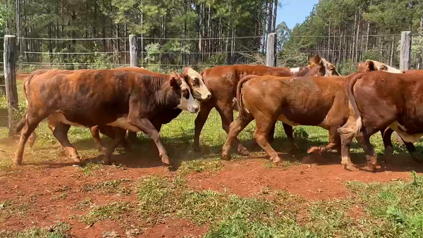 Lote 45 Vacas medio uso en Virasoro, Corrientes