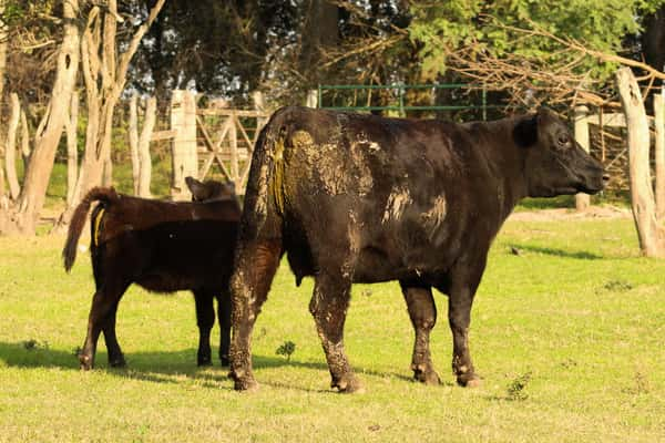 Lote CABAÑA COEMBOTÁ: RP 620