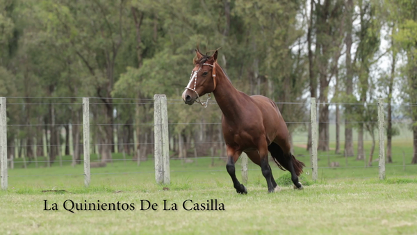 Lote La Quinientos De La Casilla