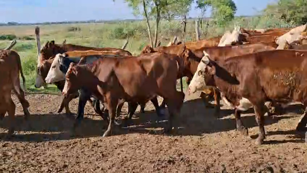 Lote 110 Novillos