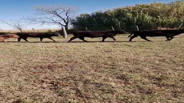 Lote 37 Terneros/as en General Pinto, Buenos Aires