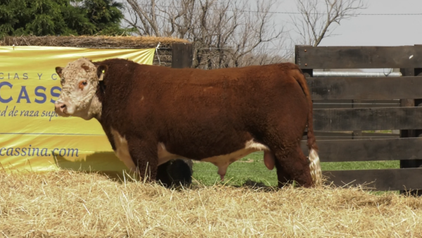 Lote TORO P. HEREFORD PP "Gaspar" y  "Batista"