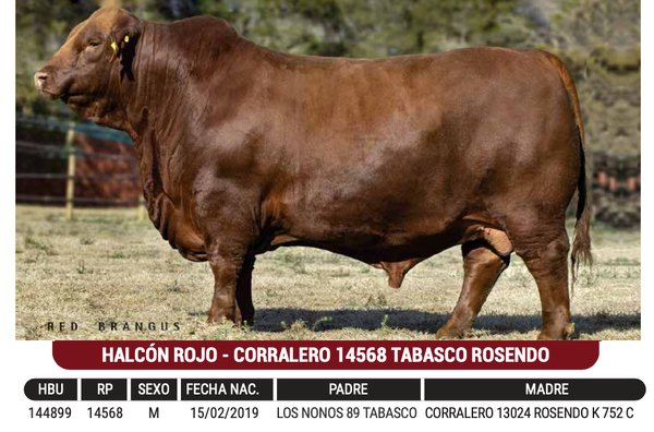 Lote "FERTIGEN"  - HALCÓN ROJO - CORRALERO 14568 TABASCO ROSENDO