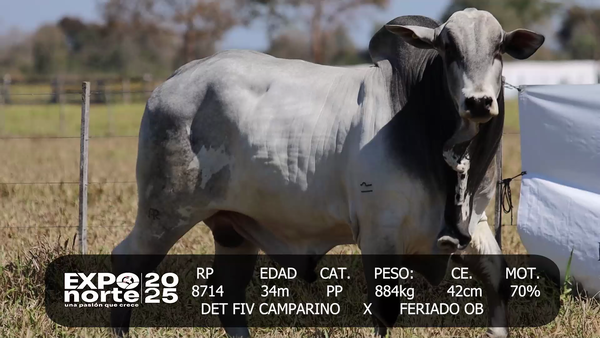 Lote GOYA SA
