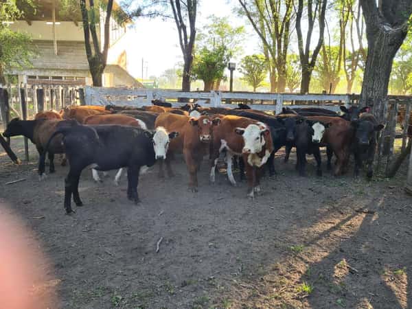 Lote 28 Terneras en Gral. Lamadrid, Buenos Aires